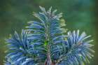 USA, Washington State, Seabeck. Blue underside of Korean fir needles. Art Print